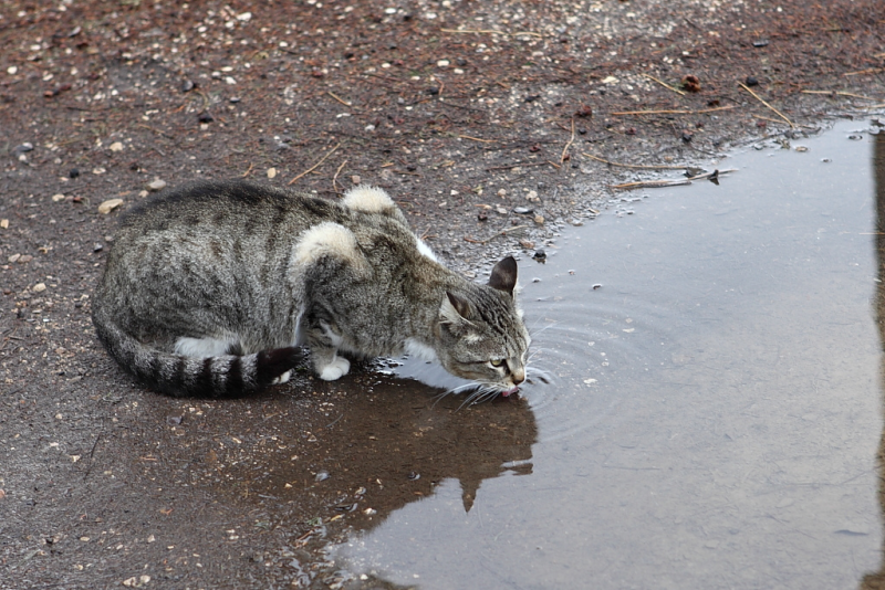 Файл:Изображение 2026-04-03 175155336.png